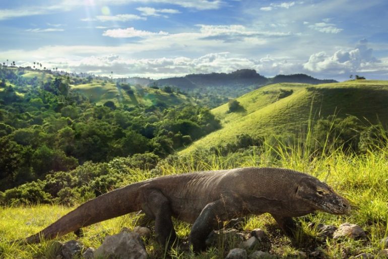 pulau komodo